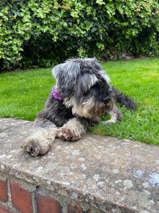 Award Winning Pet Friendly Paddock Cottage Whitby Extérieur photo